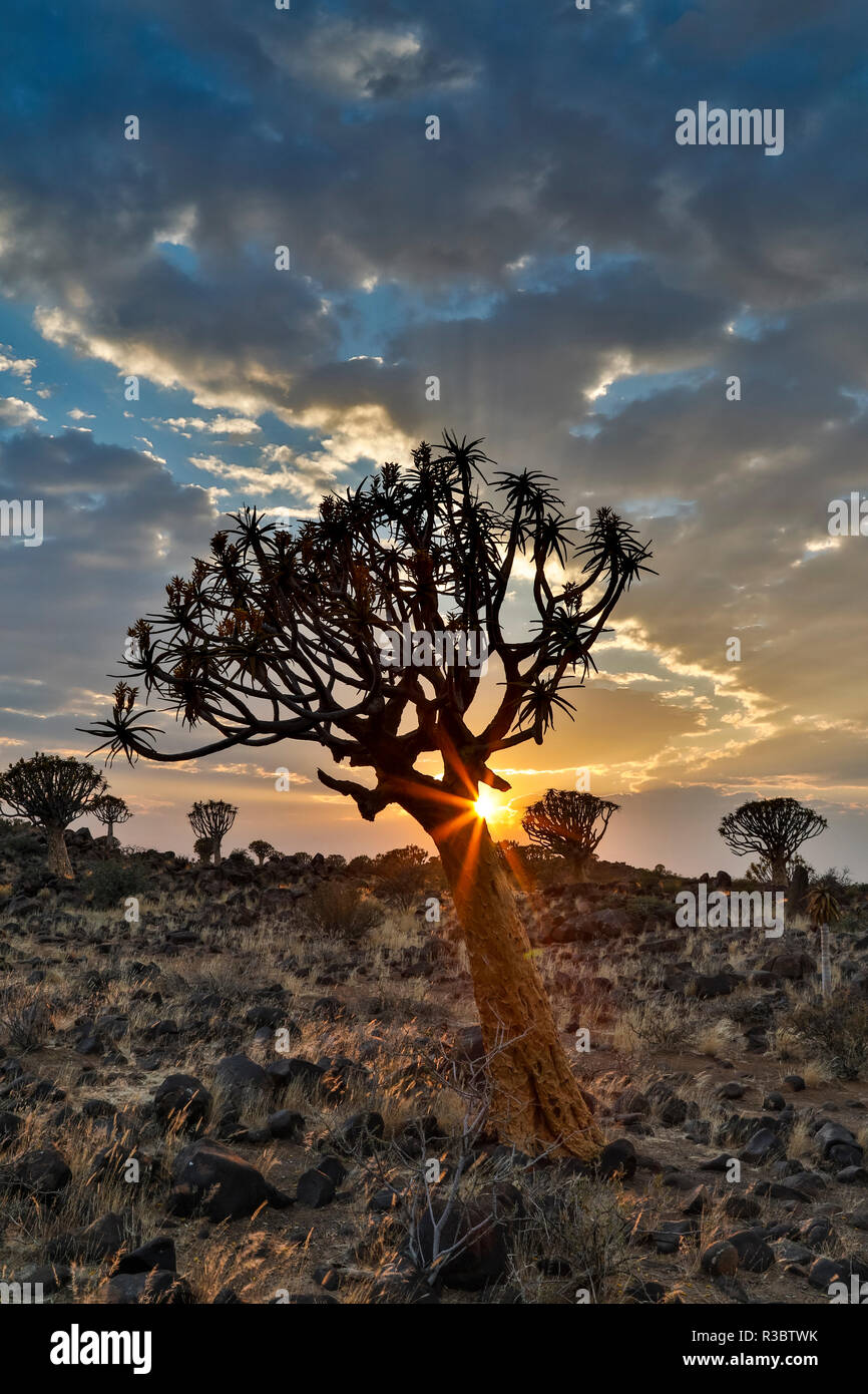 Quiver trees landscape at sunrise, Namibia Stock Photo