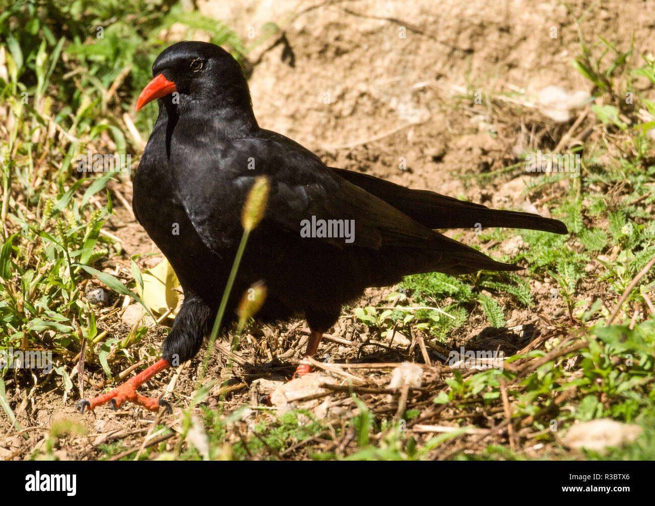 The Chough (Pyrrhocorax pyrrhocorax). Found in the French & Spanish high Pyrenees and other southern mountainous regions and a few coastal cliffs. Stock Photo