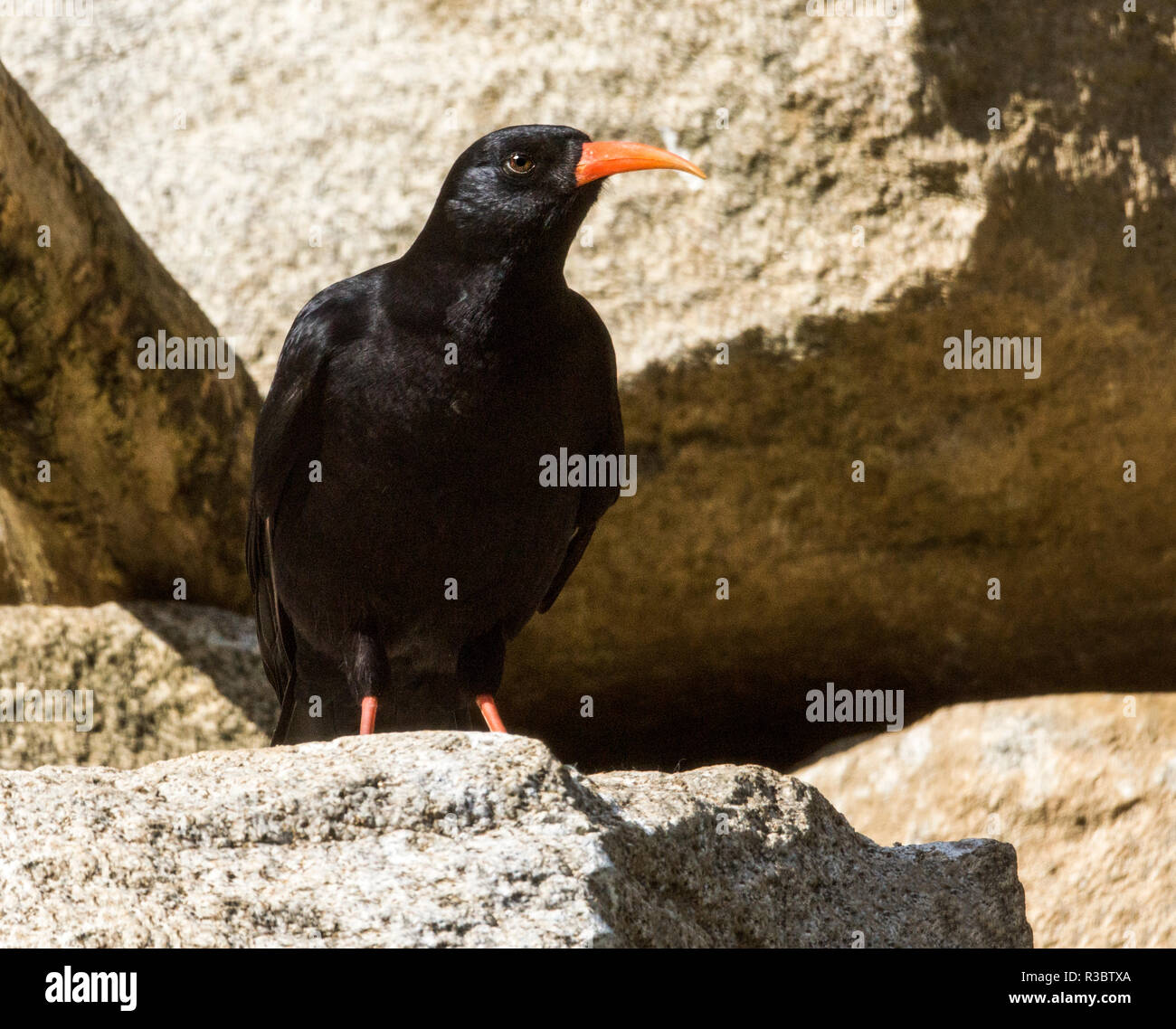 The Chough (Pyrrhocorax pyrrhocorax). Found in the French & Spanish high Pyrenees and other southern mountainous regions and a few coastal cliffs. Stock Photo