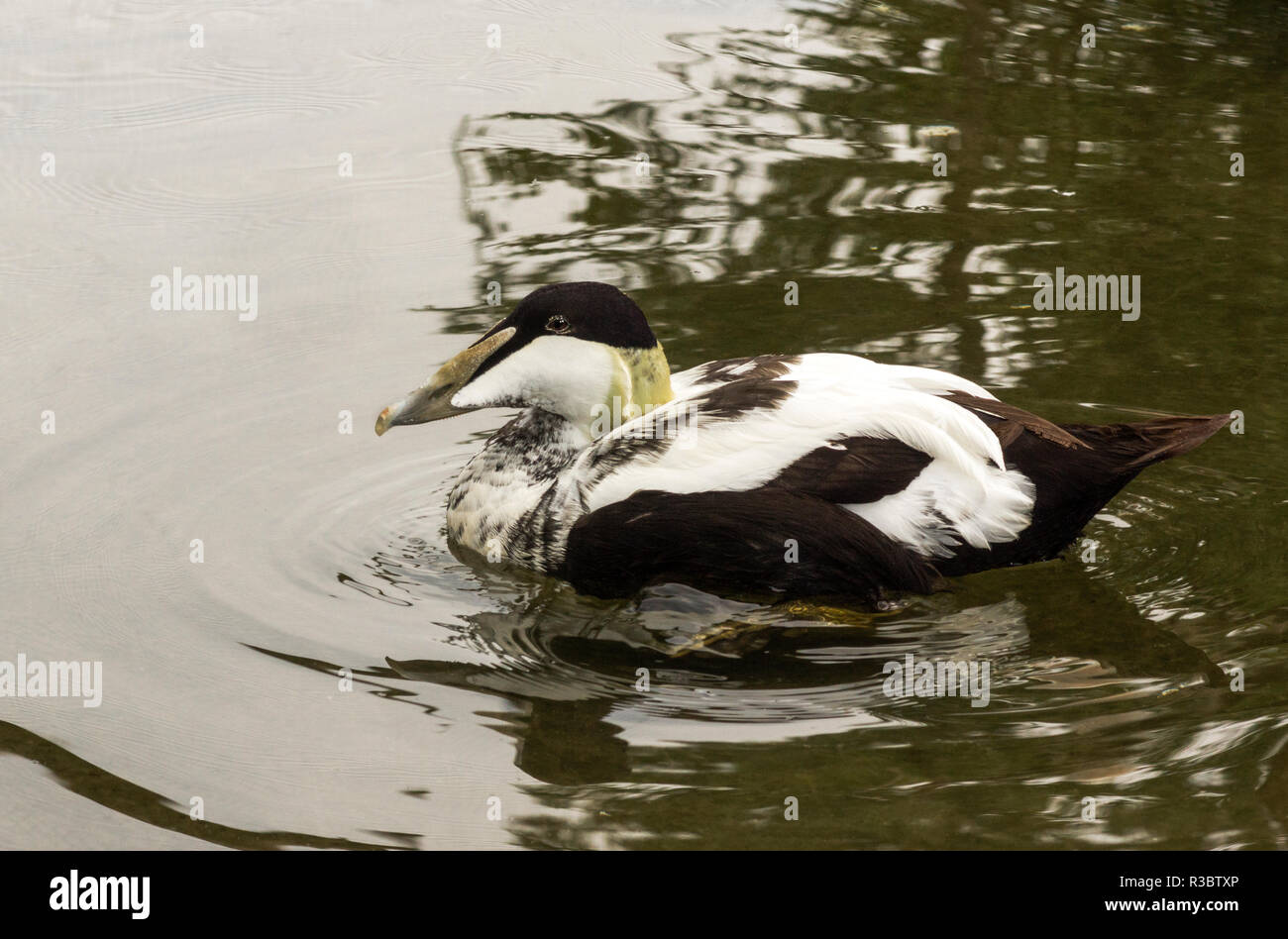 The Eider (Somateria mollissima) is a sea going duck that only comes inland in winter.Adult male entering eclipse plumage. Stock Photo