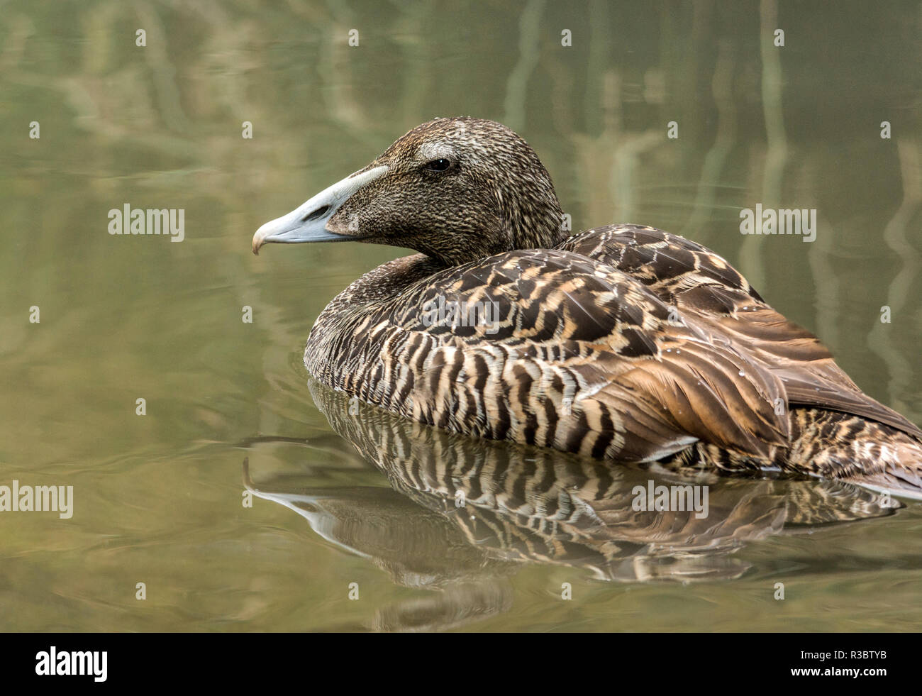 The Eider (Somateria mollissima) is a sea going duck that only comes inland in winter.This bird is an adult female. Stock Photo