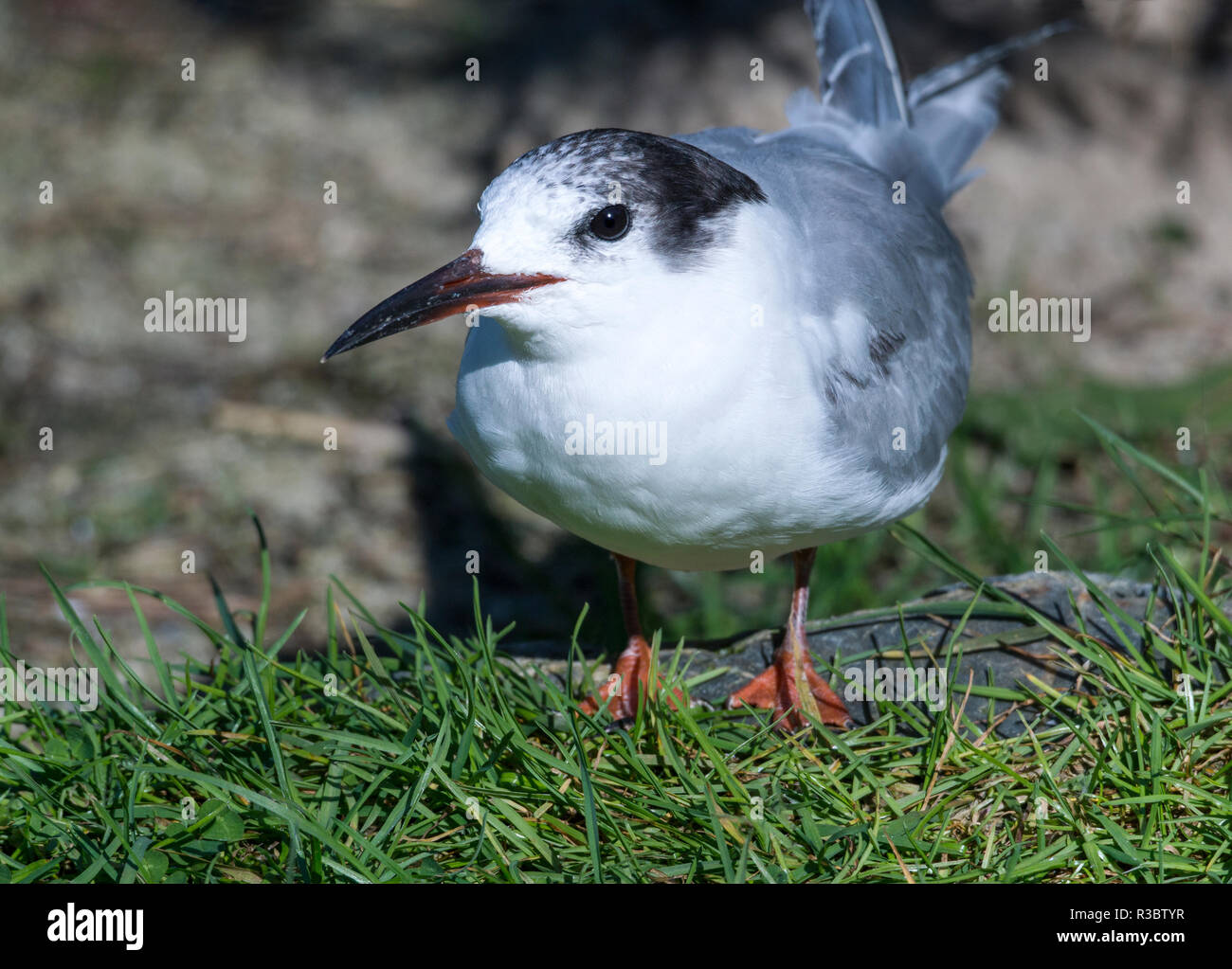 The Common Tern (Sterna hirundo) is one of the worlds longest travellers while on migration. Stock Photo