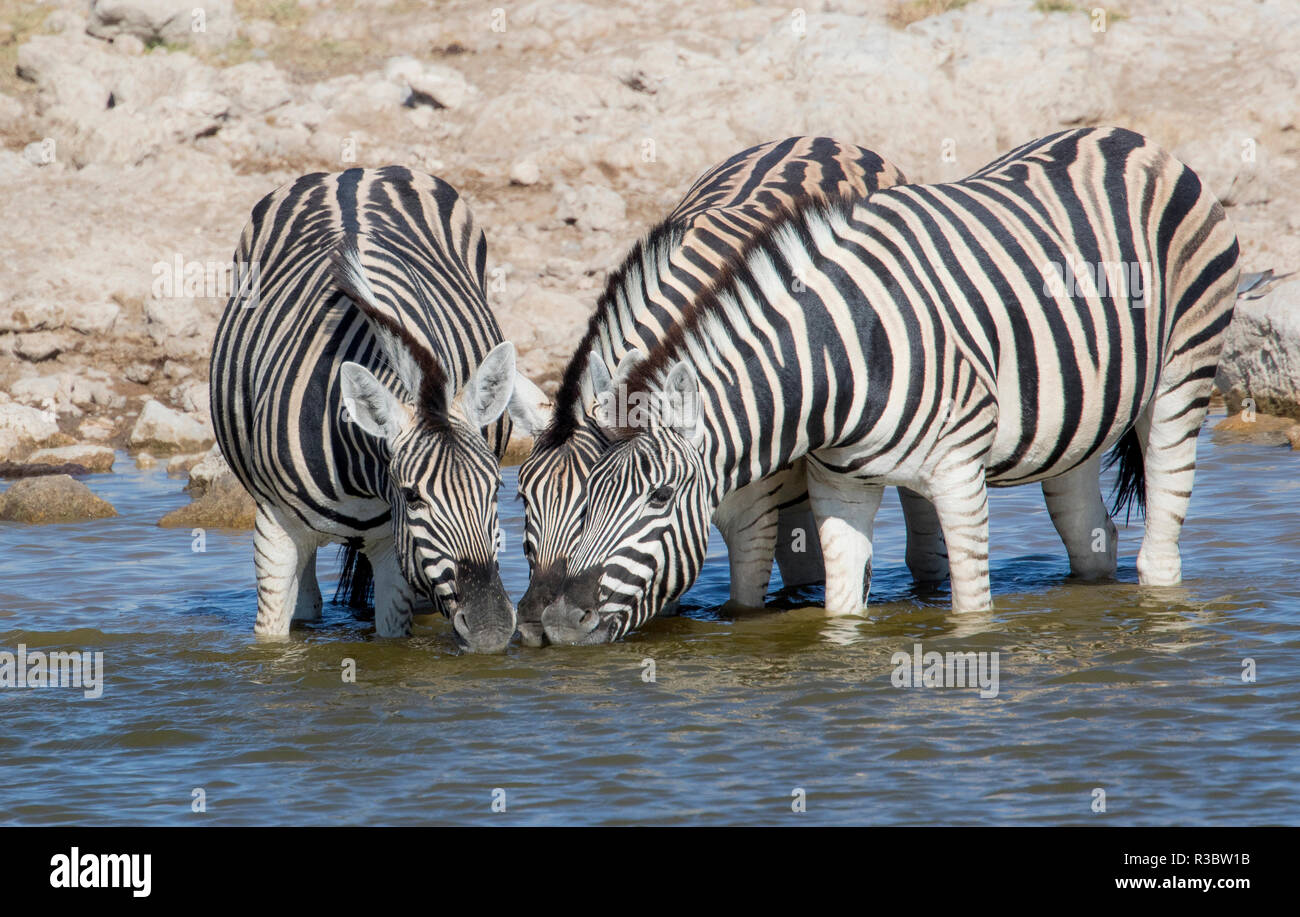 Zebras lined up drinking at waterhole, Etosha National Park Stock Photo