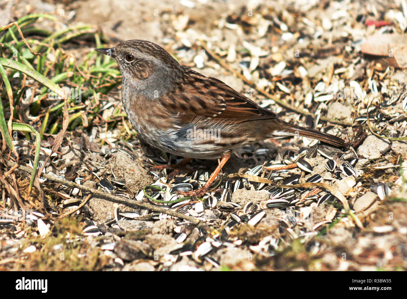 The Dunnock (Prunella modularis) is common throughout most of   Europe and northern Russia. Stock Photo