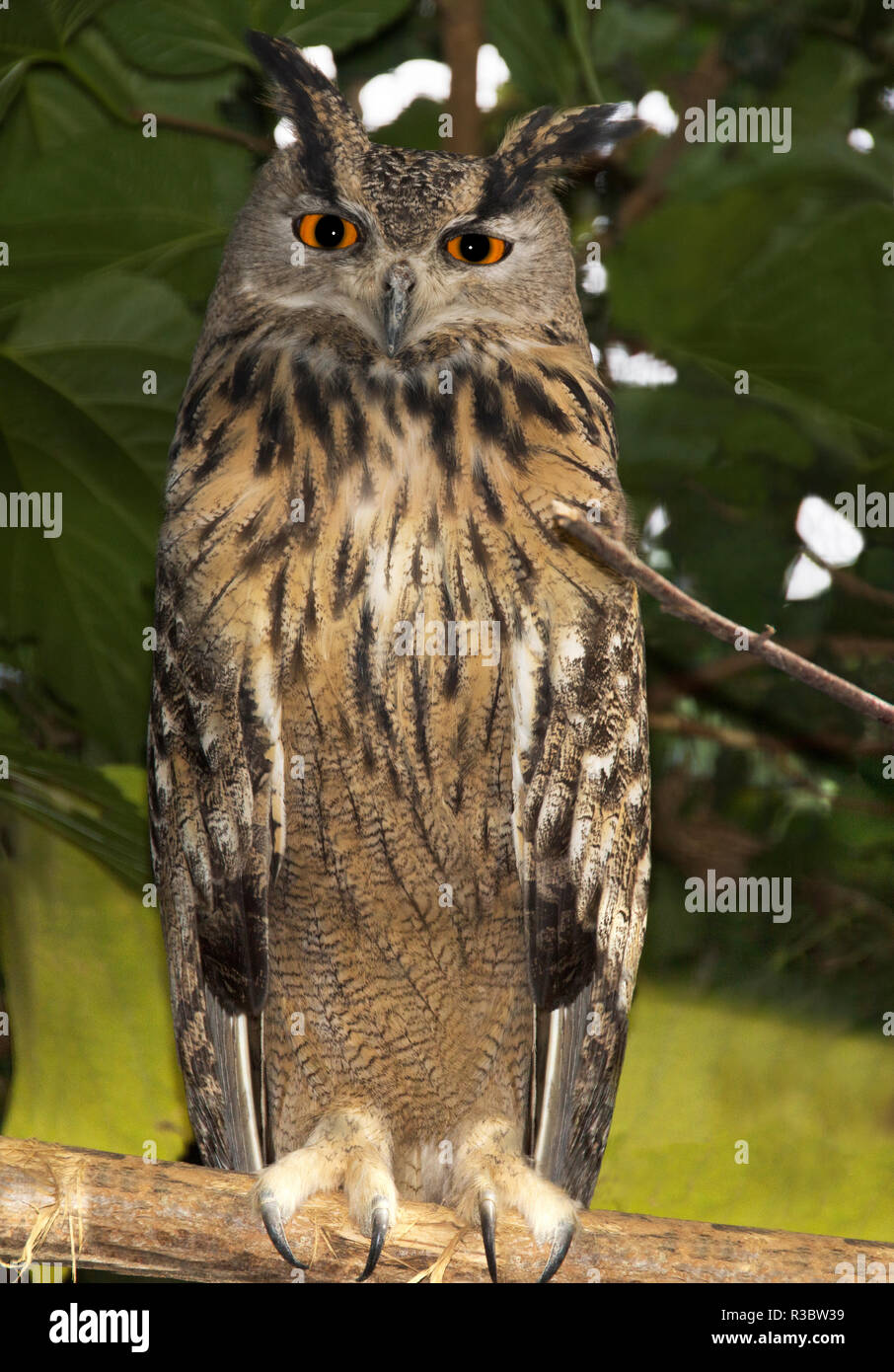 Hibou Grand Duc High Resolution Stock Photography And Images Alamy