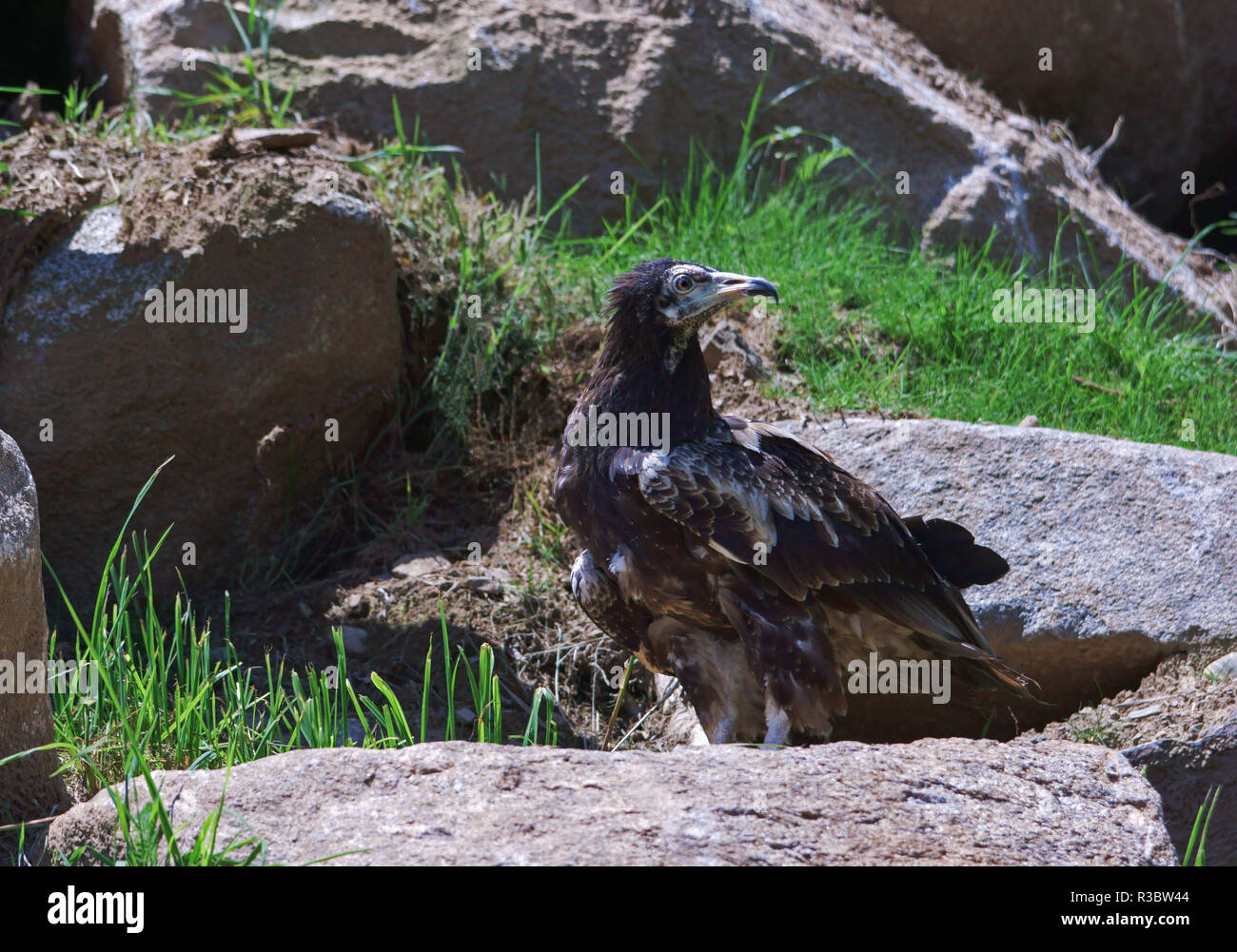 An immature Egyptian Vulture (Neophron percnopterus) probably in its 2nd year. Stock Photo