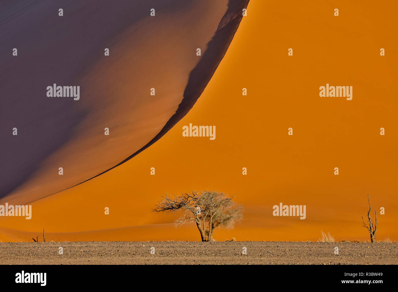 Lone tree and tall sand dune, Sossusvlei, Namibia Stock Photo