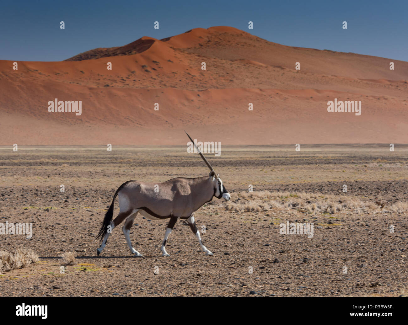 Oryx near Sand Dunes, Sossusvlei, Namibia Stock Photo