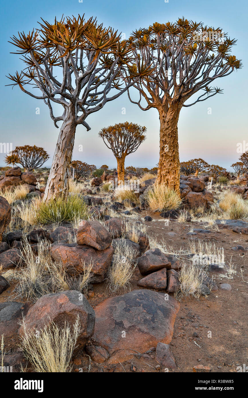 Africa, Namibia, Keetmanshoop. Quiver tree Forest at the Quiver tree Forest  Rest Camp Stock Photo - Alamy