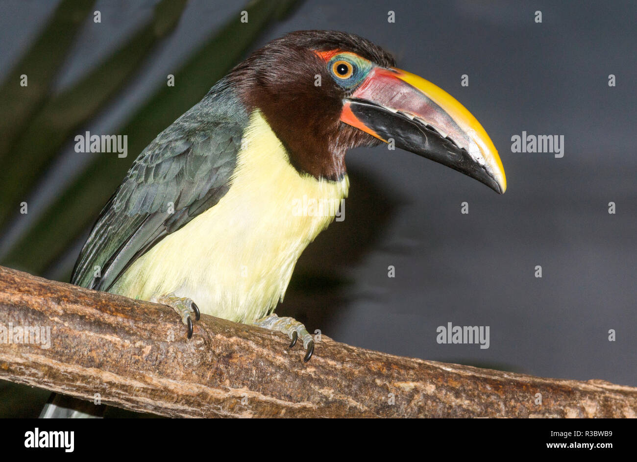 The Green Aracaris (Pleroglossus) is a member of the Toucan Family.It originates from South America. Stock Photo