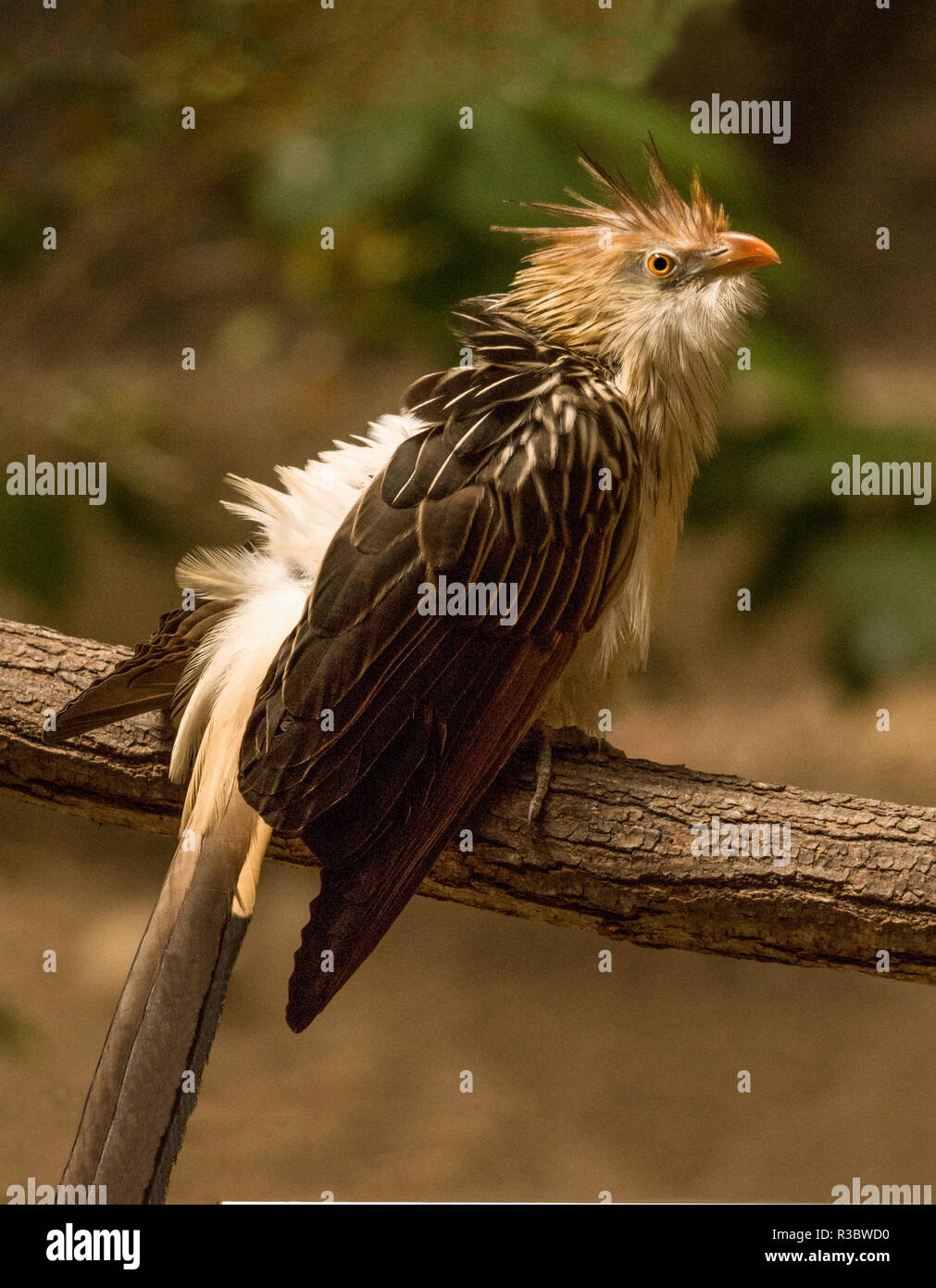 The Guira Cuckoo (Guira guira) is a native of South America.This bird was  photographed in captivity in South-west France. Stock Photo