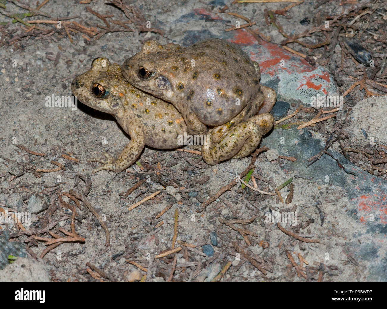 Midwife toad mating hi-res stock photography and images - Alamy