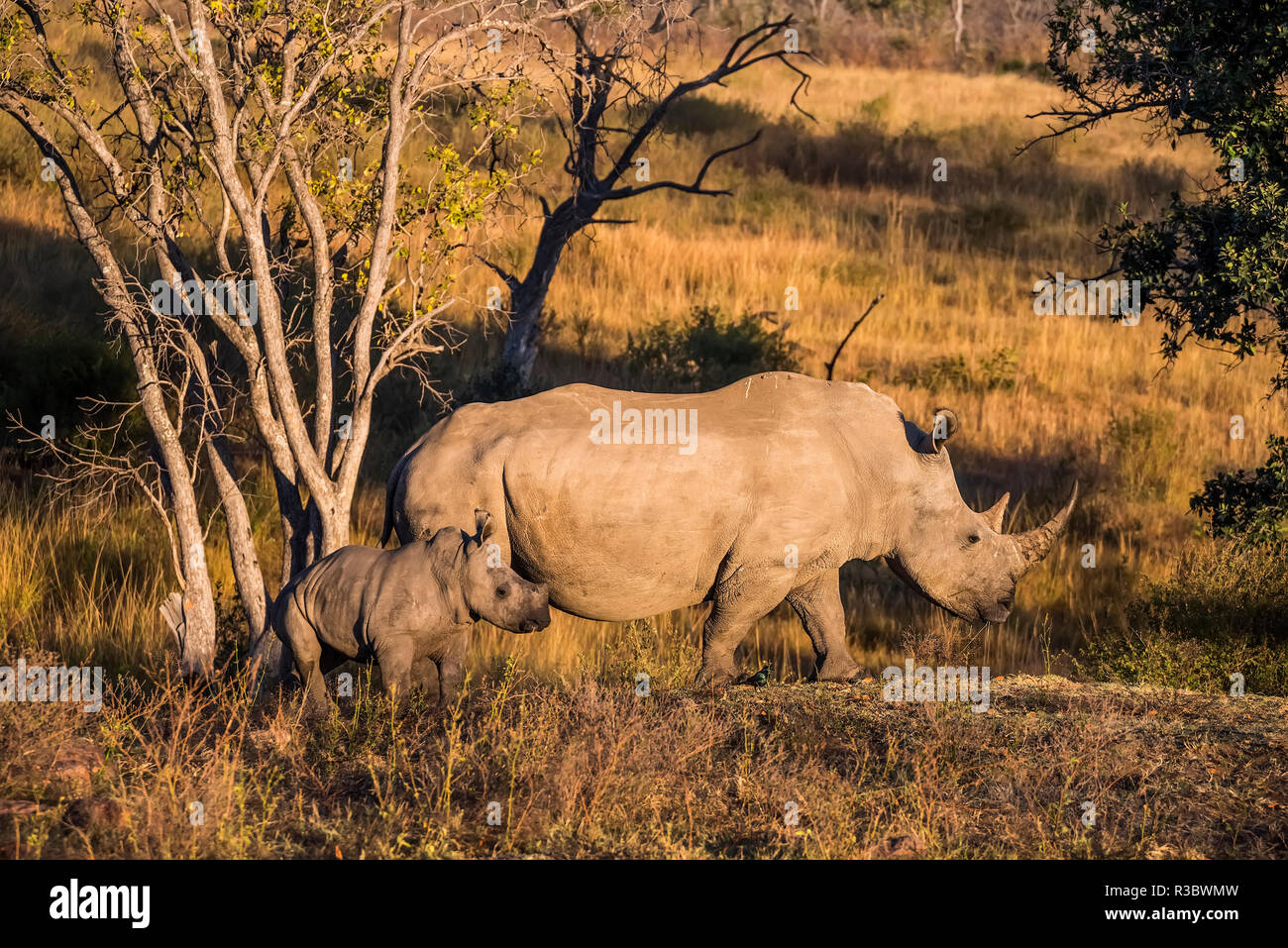Africa, South Africa, Welgevonden Game Reserve. Adult and baby white rhinos. Credit as: Jones & Shimlock / Jaynes Gallery / DanitaDelimont.com Stock Photo