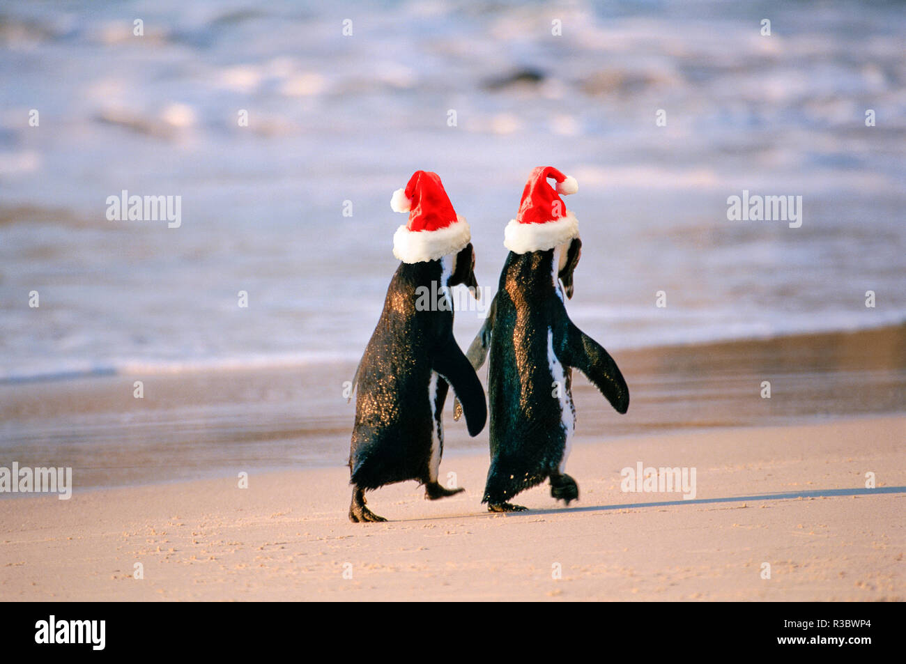 penguins with hats