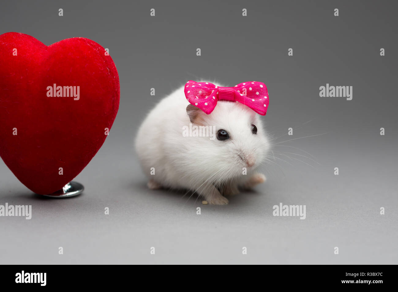 Cute hamster girl with pink bow on Valentines day on gray