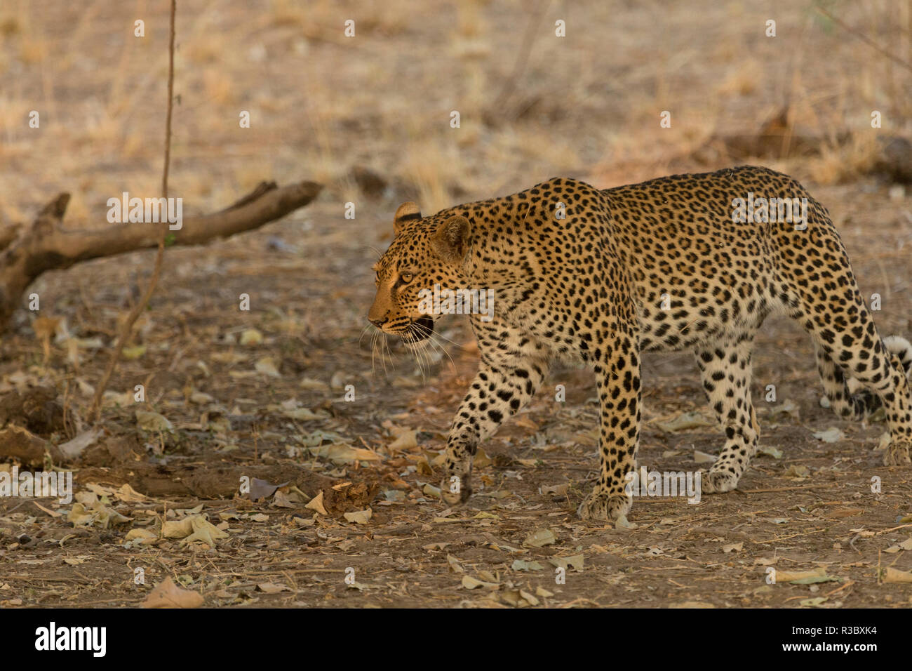 leopard Safari South Luangwa national park Zambia Africa Stock Photo ...