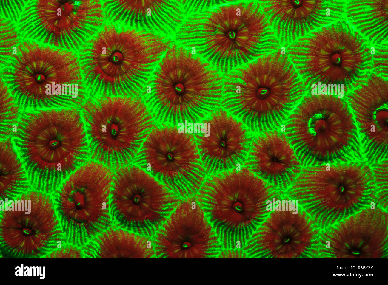 Cavernous Star Coral, Night Fluorescing. Bonaire, Caribbean Stock Photo