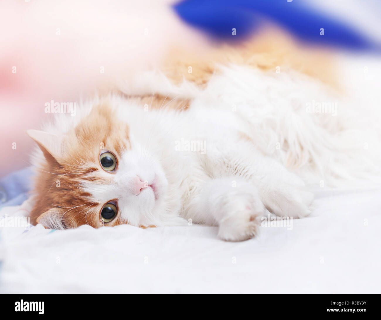 Pretty adult red cat is lying looking at camera Stock Photo