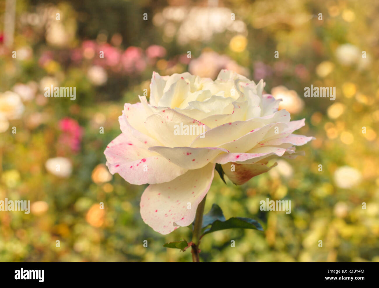 Pretty white rose with pink spots at golden fall garden Stock Photo