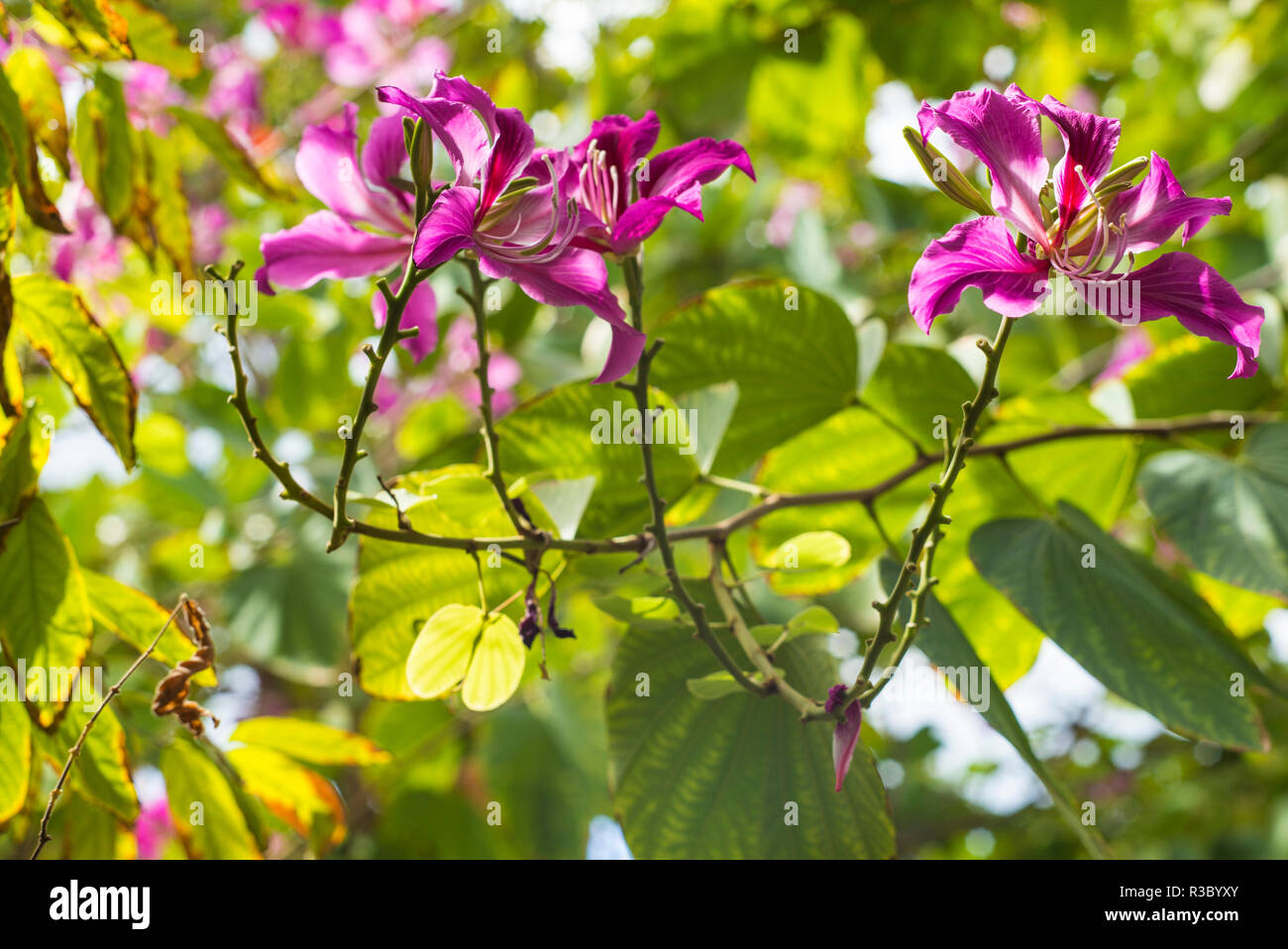Sint Maarten. Simpson Bay, tropical flowers Stock Photo Alamy