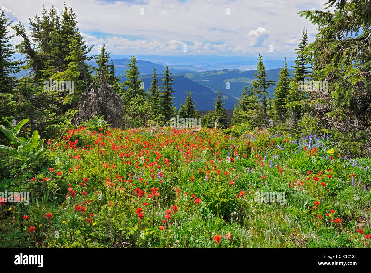 Canada, British Columbia. Composite of wildflowers atop Sun Peaks Stock