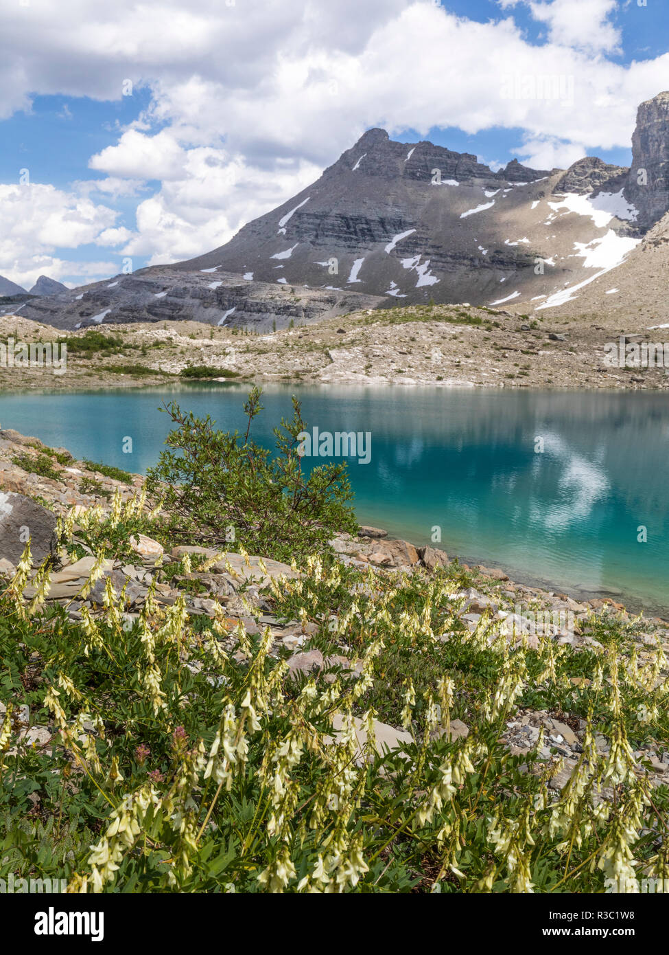 Canada, British Columbia, East Kootenay Mountains. Jewel Lakes and yellow sweet vetch. Stock Photo