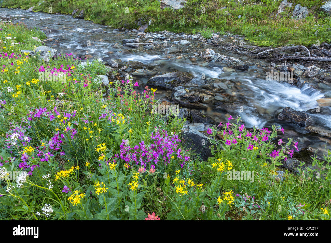 Canada, British Columbia, Selkirk Mountains. Wildflowers and stream in meadow. Stock Photo