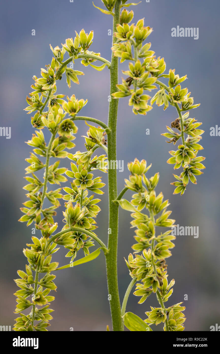 Canada, British Columbia, Selkirk Mountains. False hellebore blossoms close-up. Stock Photo