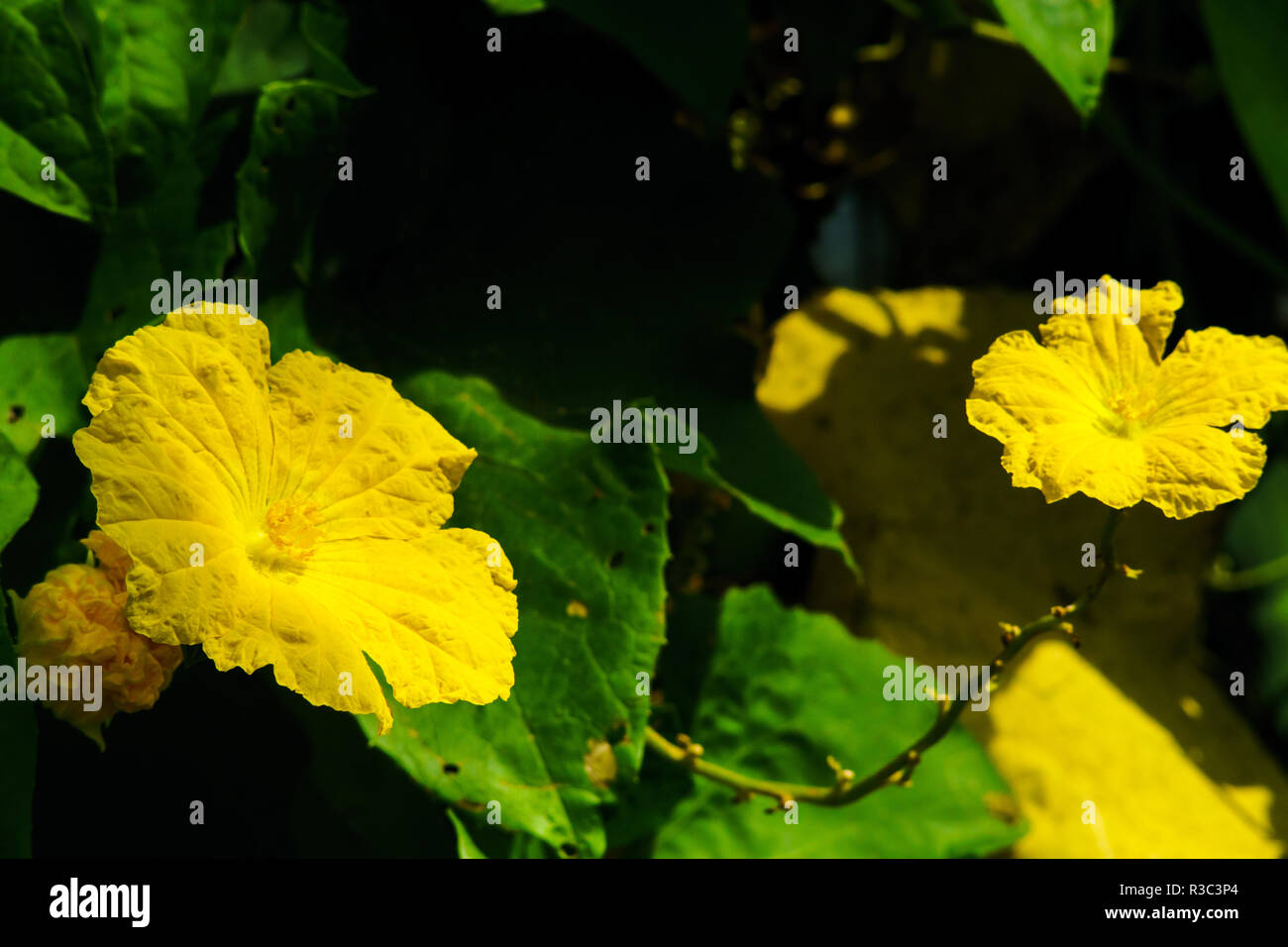 Angled loofah flowers in beautiful yellow. Stock Photo