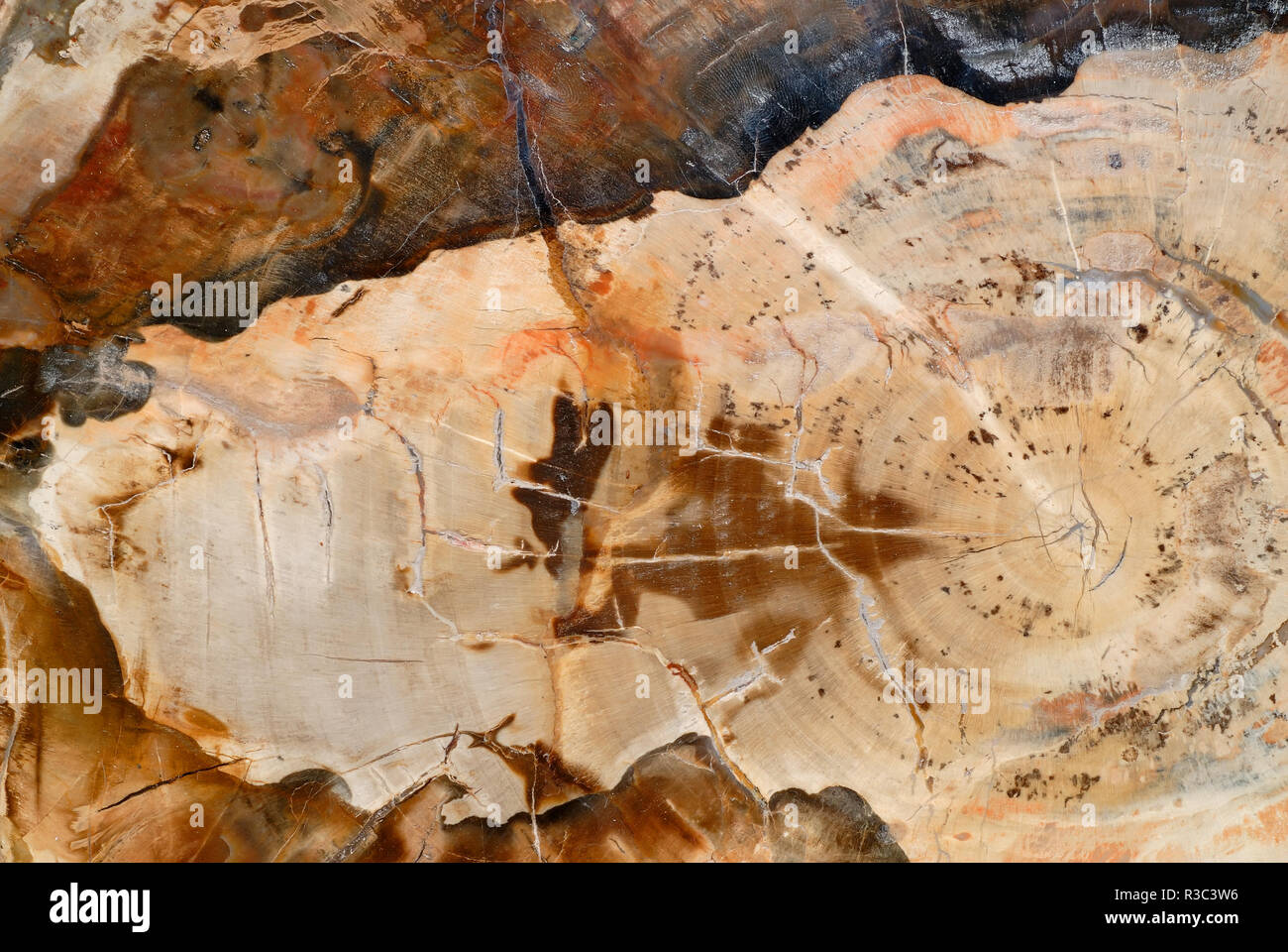 Natural background, cross section through fossilized wood Stock Photo