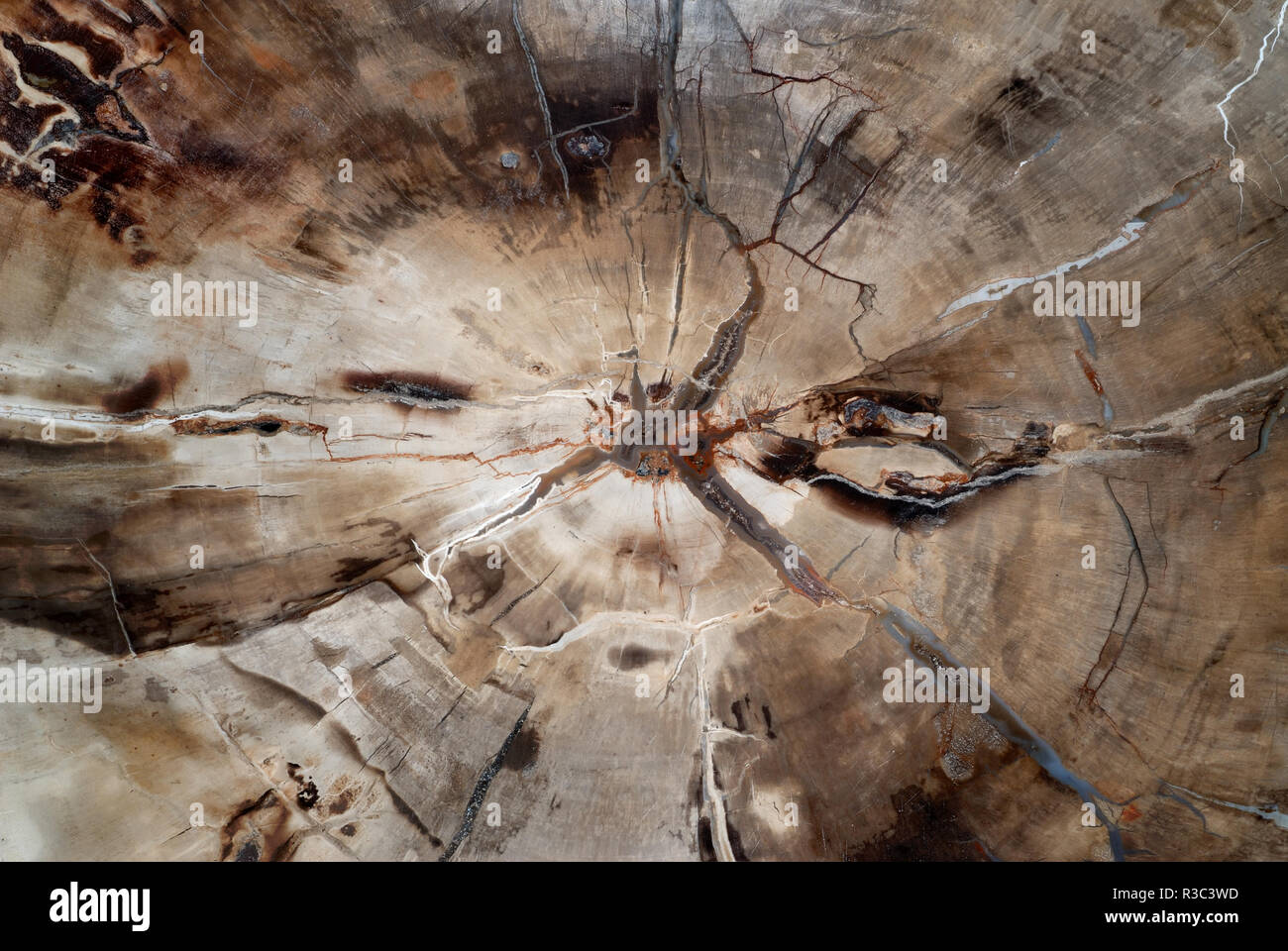 Natural background, cross section through fossilized wood Stock Photo