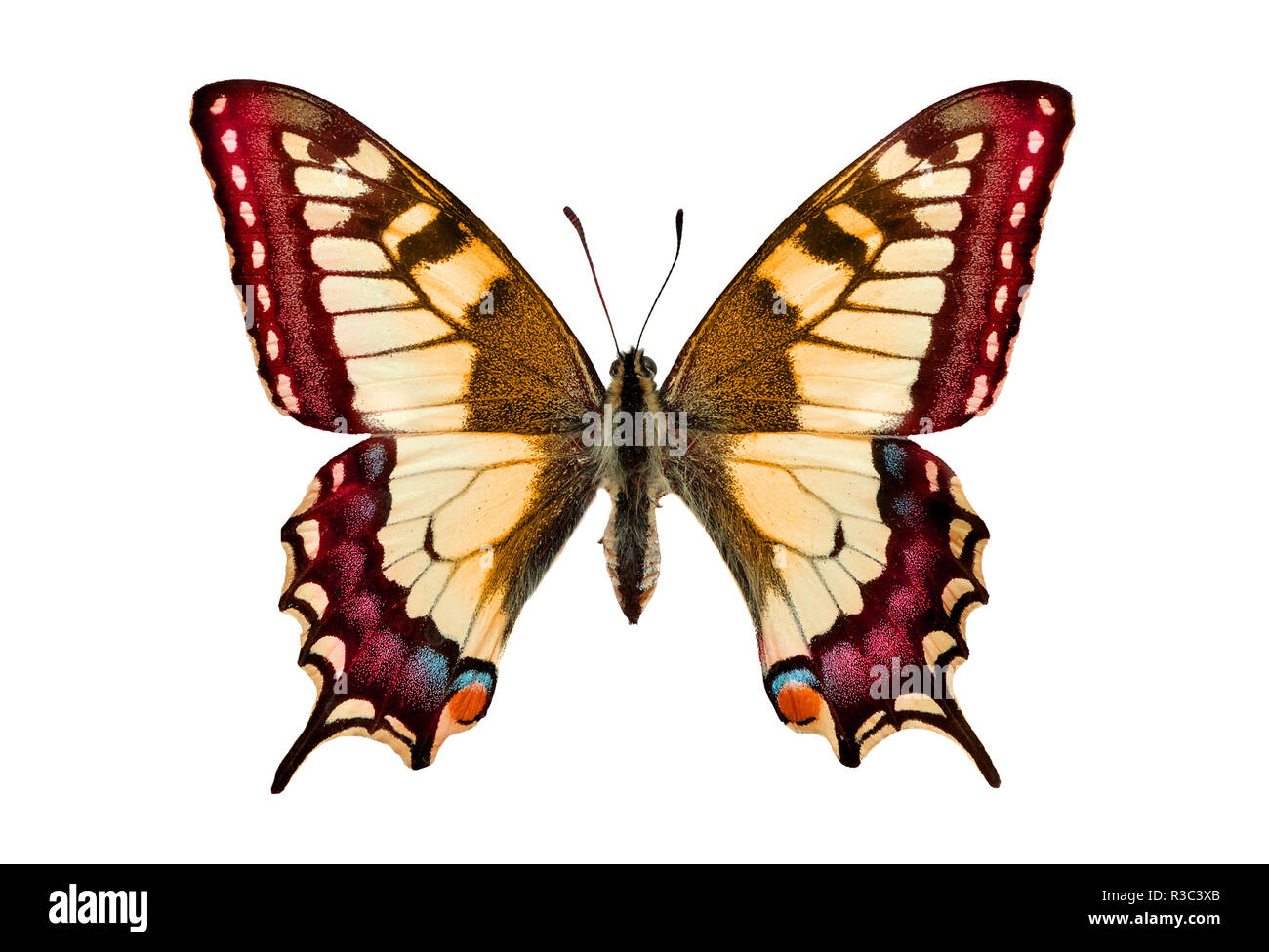 Colorful butterfly isolated on white background Stock Photo - Alamy