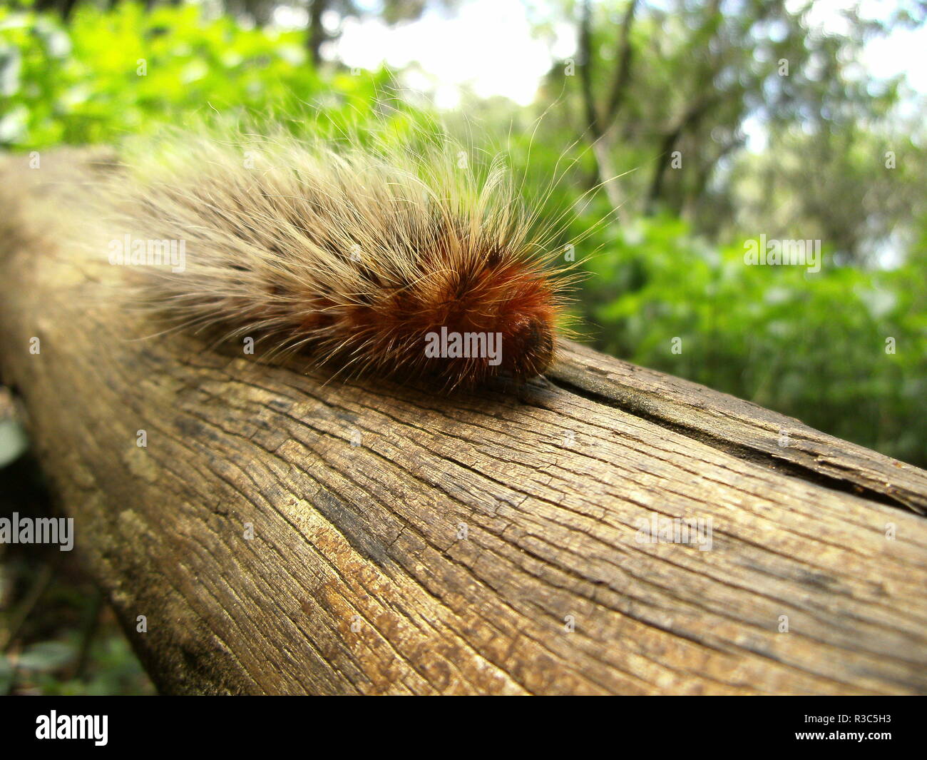 Hairy caterpillar hi-res stock photography and images - Alamy