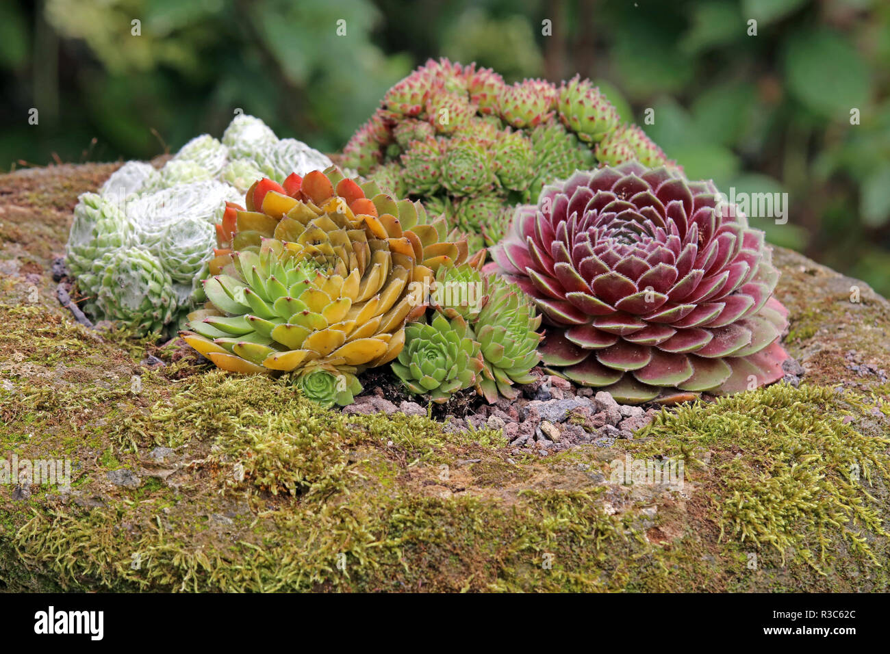 various leaf succulents in a stone trough Stock Photo