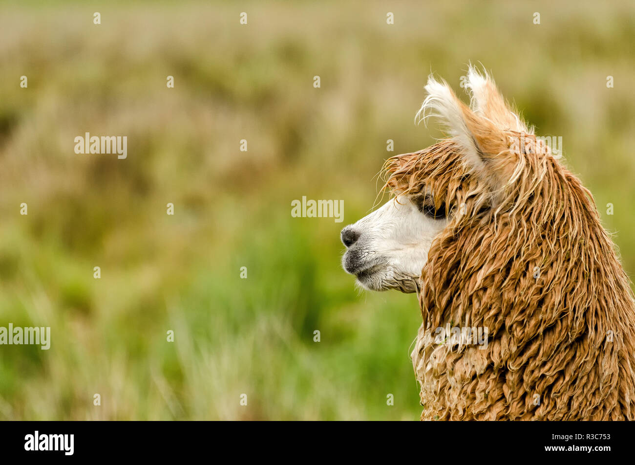 Alpaca skin hires stock photography and images Alamy