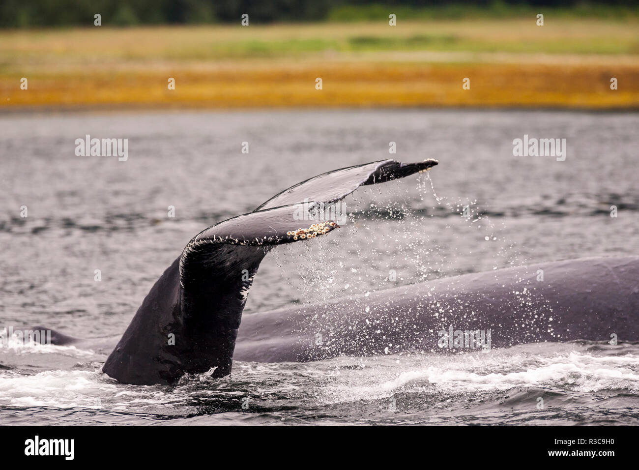 Humpback Whales (Megatpera novaengliae), Chatham Strait, Inside Passage, Alaska, USA Stock Photo