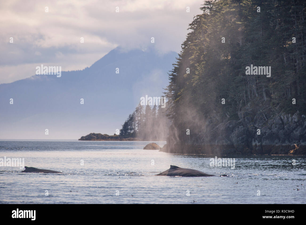 Alaska usa humpback whales hi-res stock photography and images - Alamy