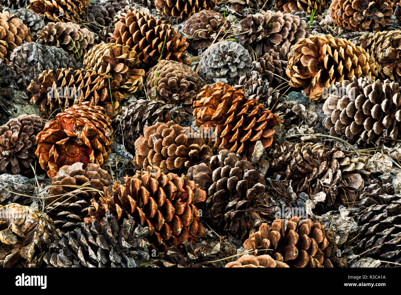 Pinecones on ground from ancient bristlecone pine tree, White Mountains, California. Pinus longaeva, Great Basin National Park Stock Photo