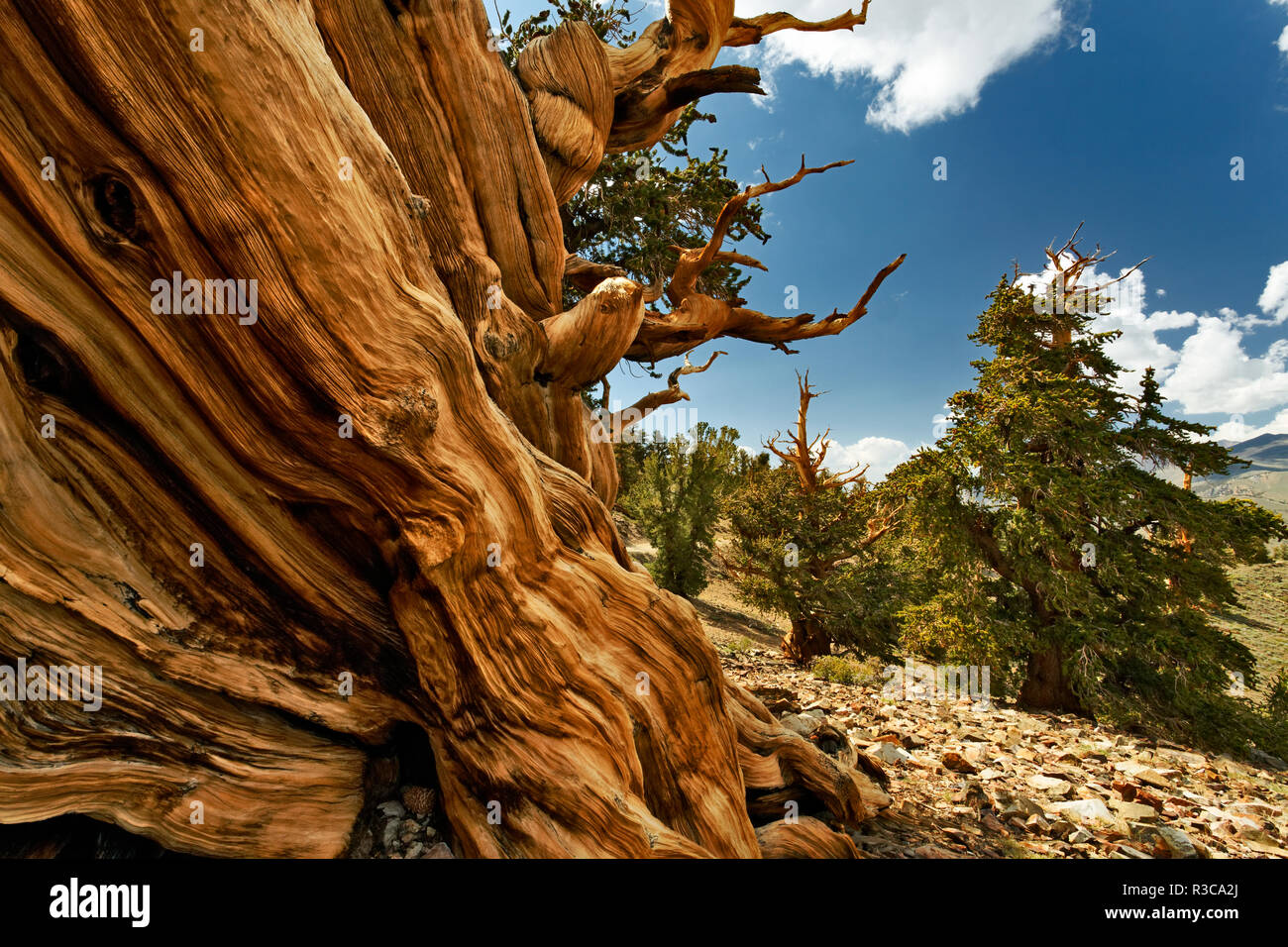 Ancient bristlecone pine tree, White Mountains, Inyo County, California. Pinus Longaeva, Great Basin National Park, Stock Photo