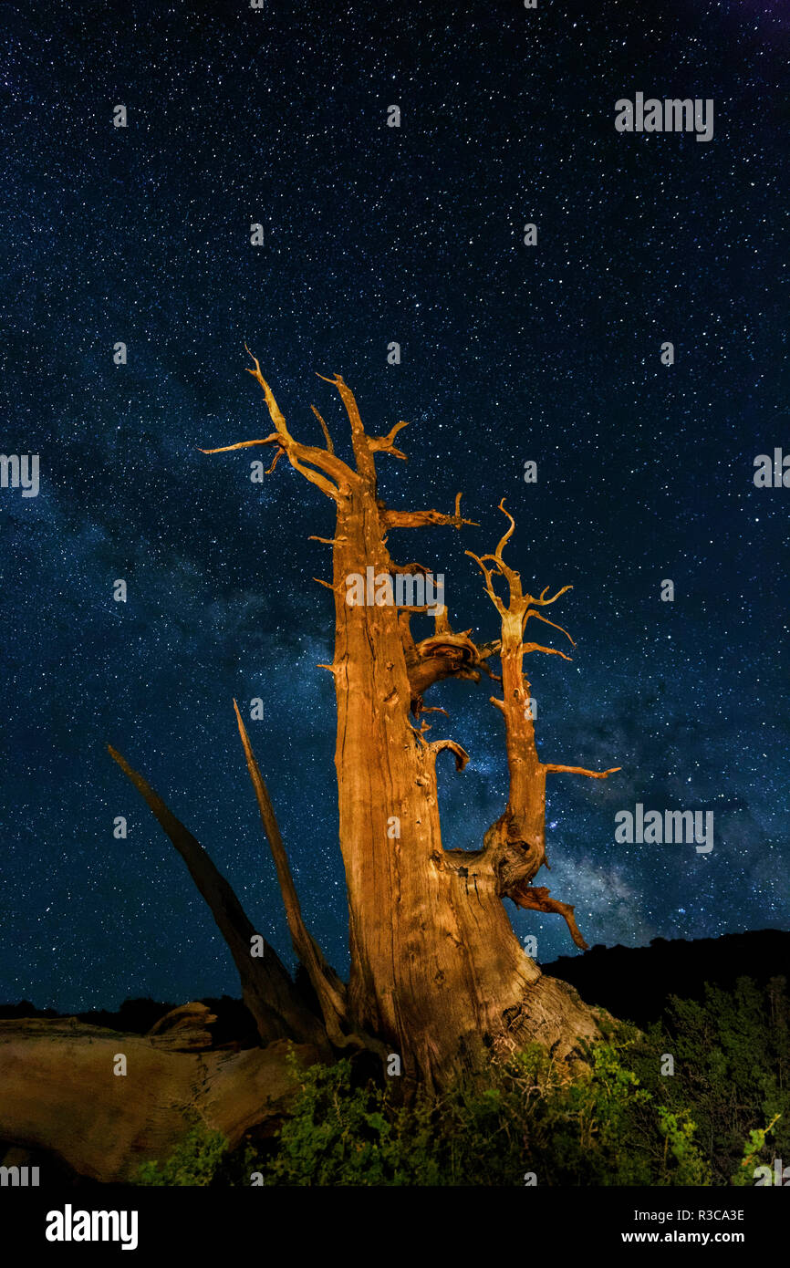 Ancient Bristlecone pine tree and stars of the Milky Way in the night sky, near Bishop, California. Great Basin National Park Stock Photo