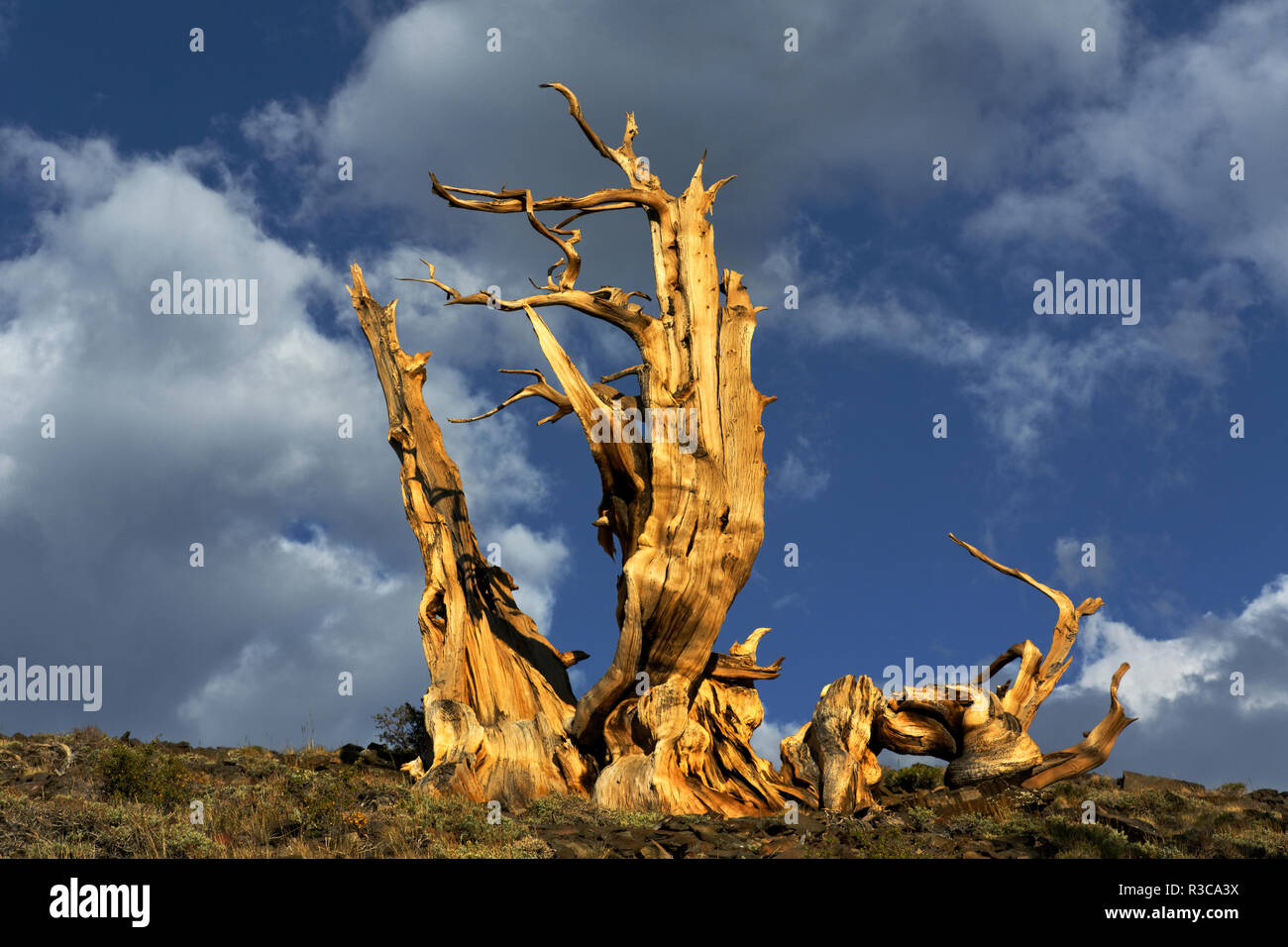 Ancient bristlecone pine tree at sunset, White Mountains, Inyo County, California. Pinus Longaeva, Great Basin National Park Stock Photo