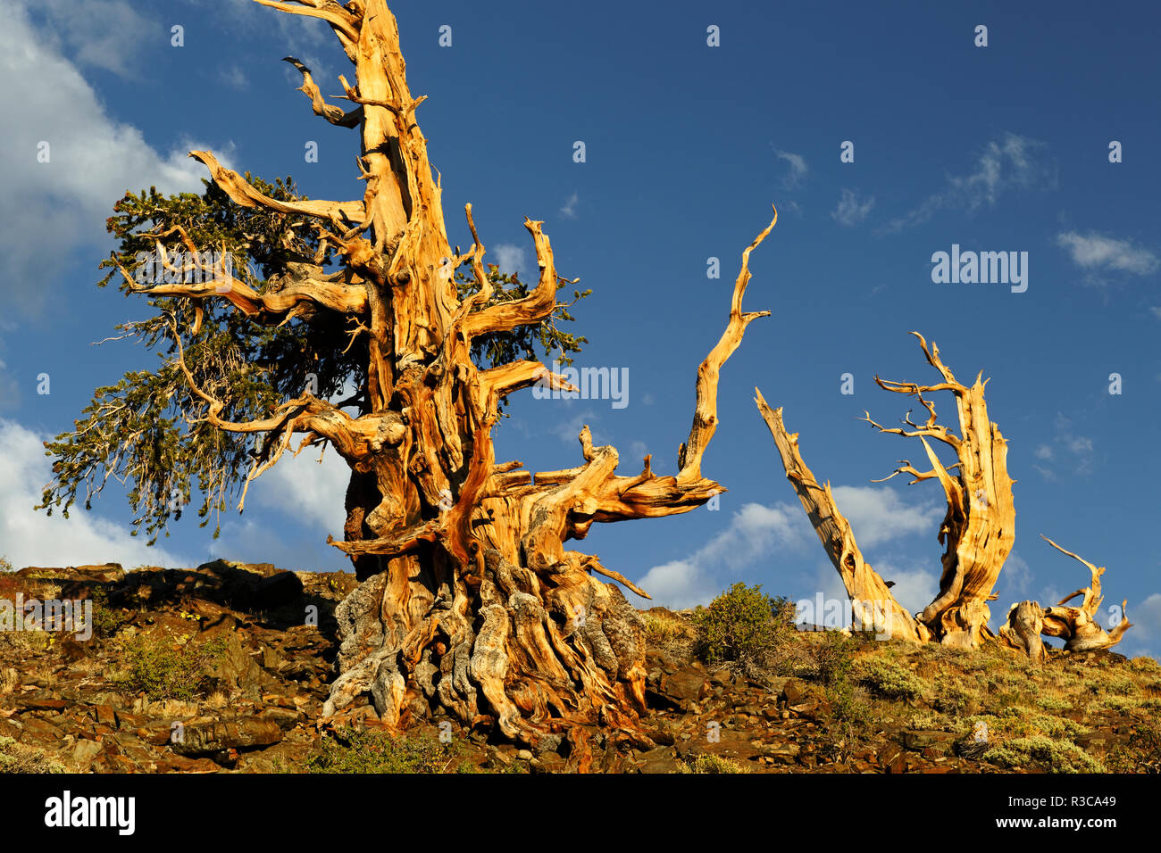 Ancient bristlecone pine tree at sunset, White Mountains, Inyo County, California. Pinus Longaeva, Great Basin National Park Stock Photo