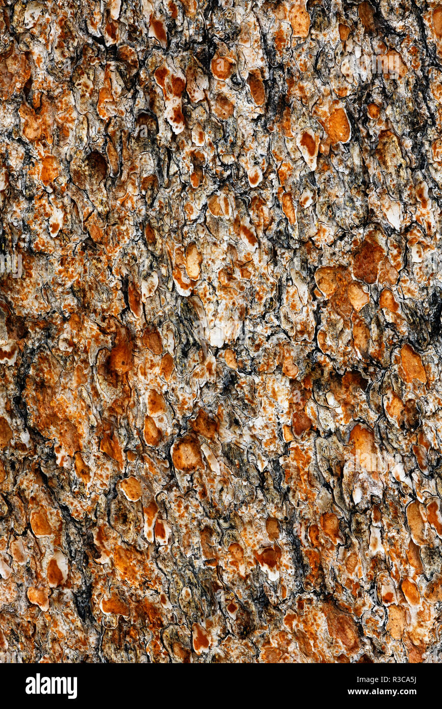Pine tree bark, White Mountains, California. Minus longaeva, Great Basin National Park Stock Photo