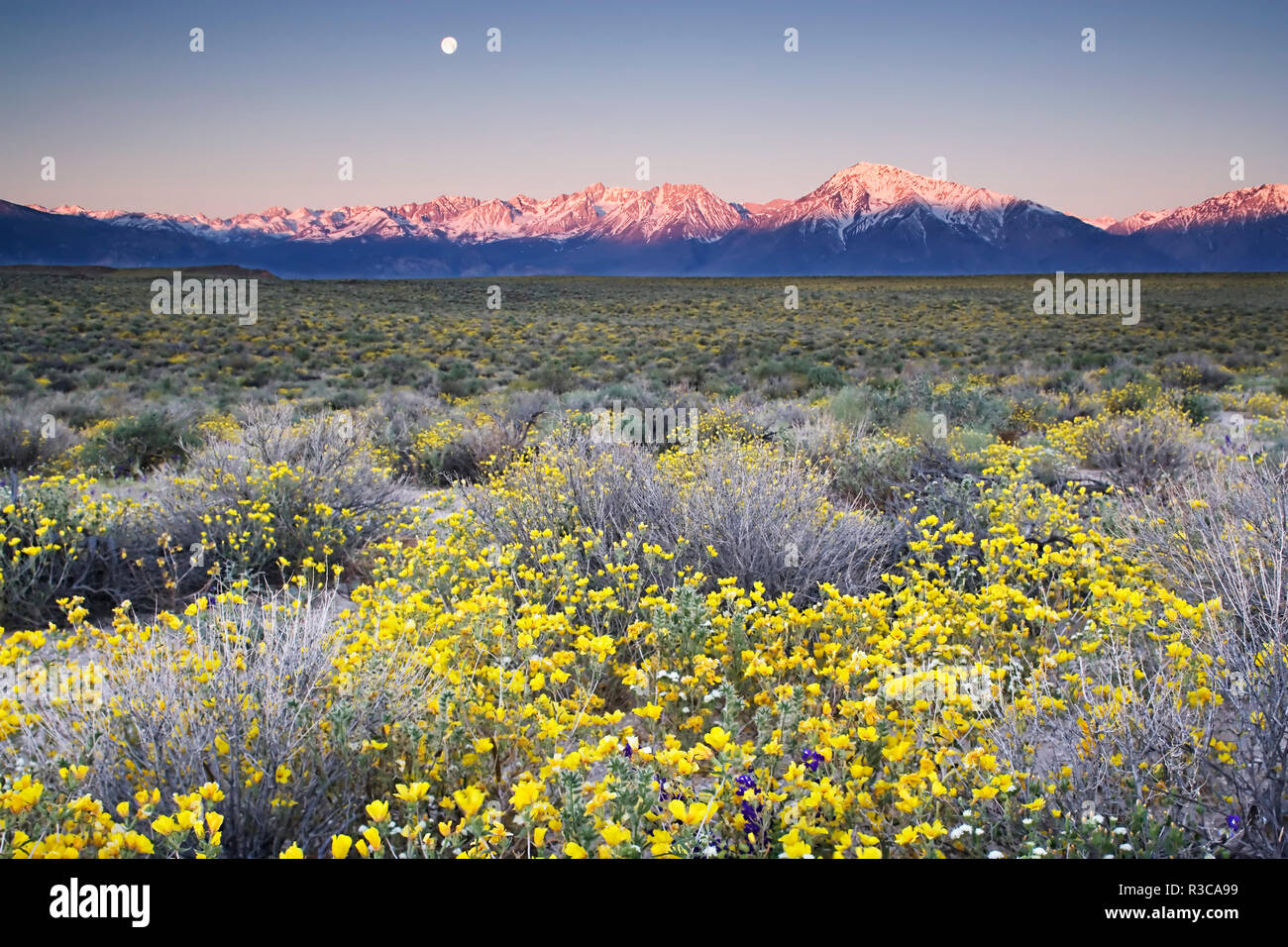 USA, California, Sierra Nevada Mountains. Wildflowers in Owens Valley. Credit as: Dennis Flaherty / Jaynes Gallery / DanitaDelimont.com Stock Photo