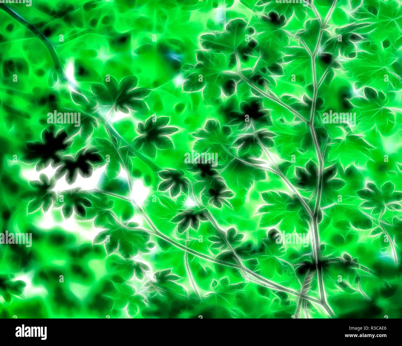 USA, California, Redwoods National Park. Vine maple abstract. Stock Photo