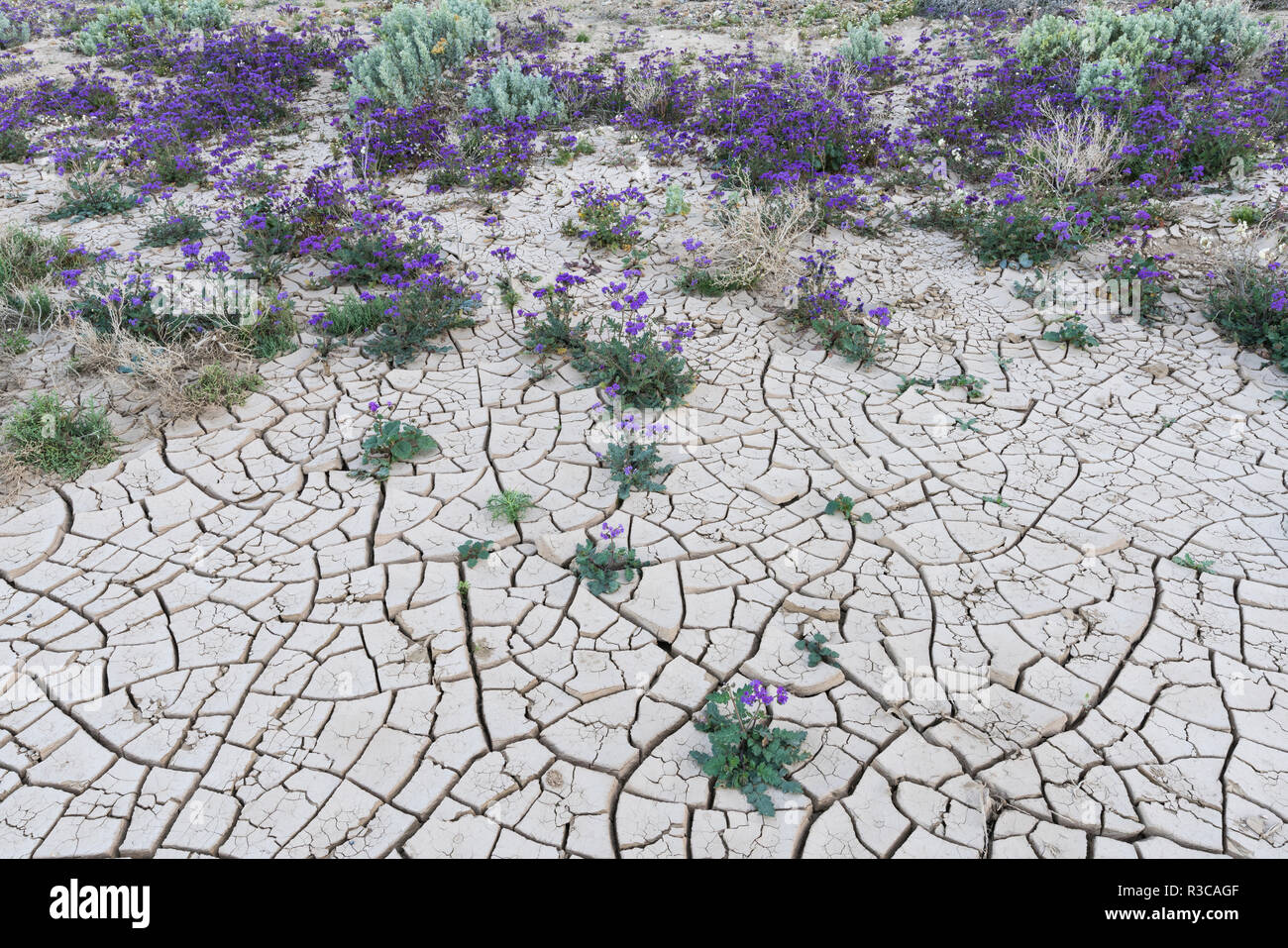 California. Phacelia grows and blooms in the drying puddle on the valley floor of Death Valley National Park. Stock Photo