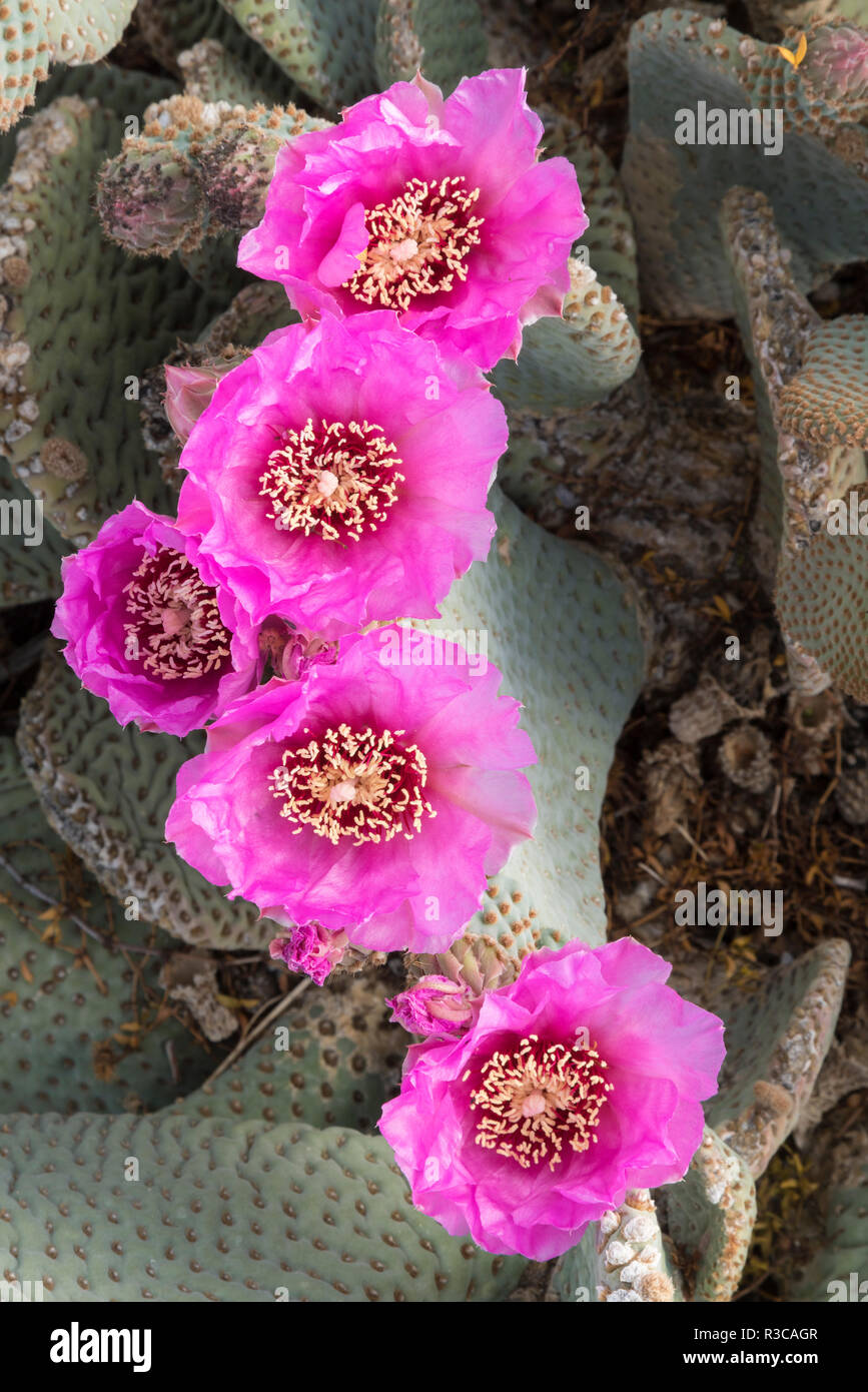 California. Beaver tail cactus, Opuntia basilaris, blooms a brilliant pink in Spring, Joshua Tree National Park. Stock Photo