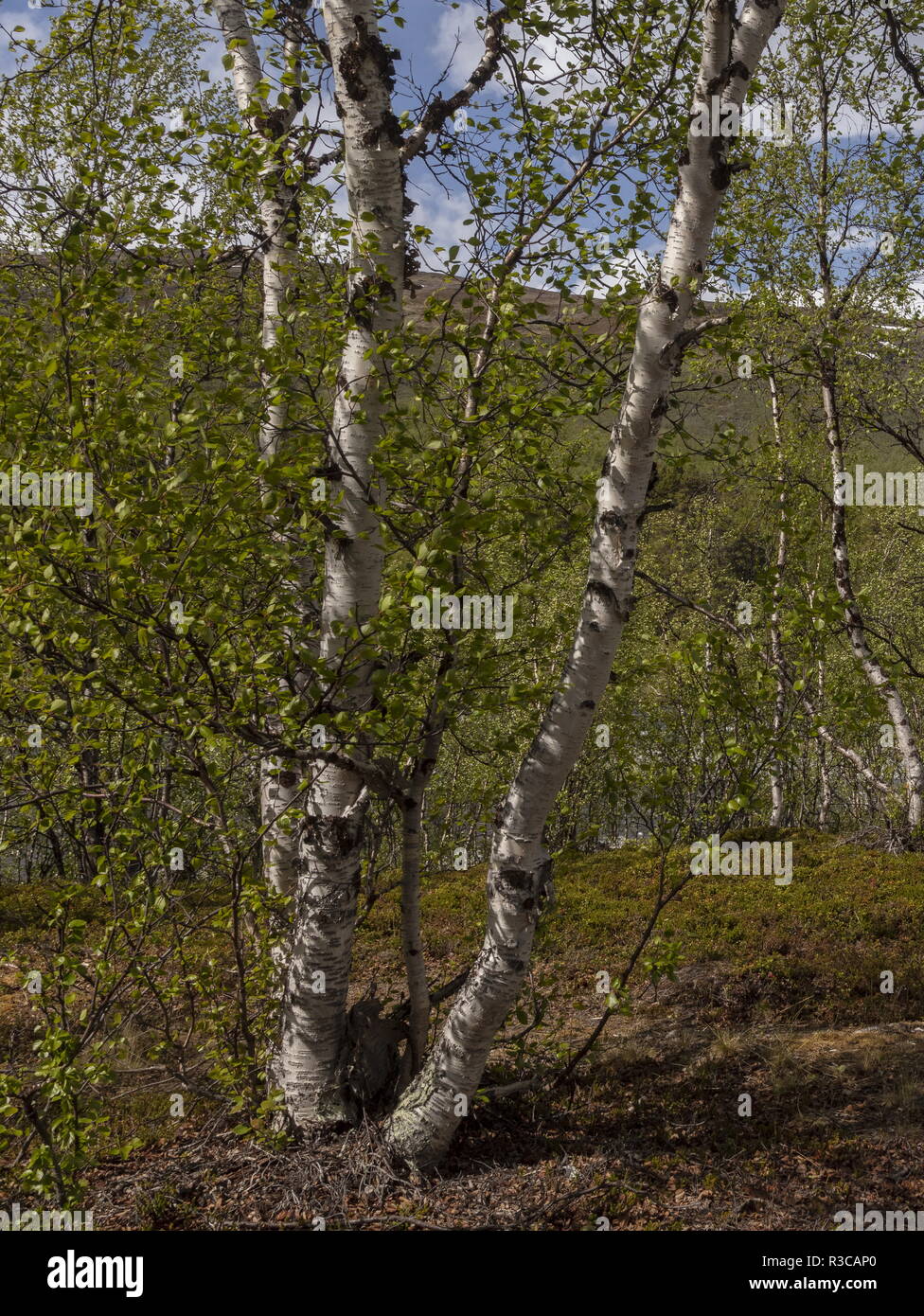 Arctic downy birch, Betula pubescens var. pumila, above Abisko, arctic Sweden. Stock Photo
