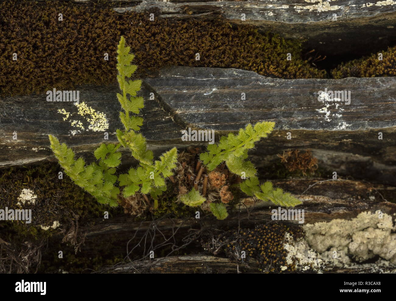 northern-woodsia-hi-res-stock-photography-and-images-alamy
