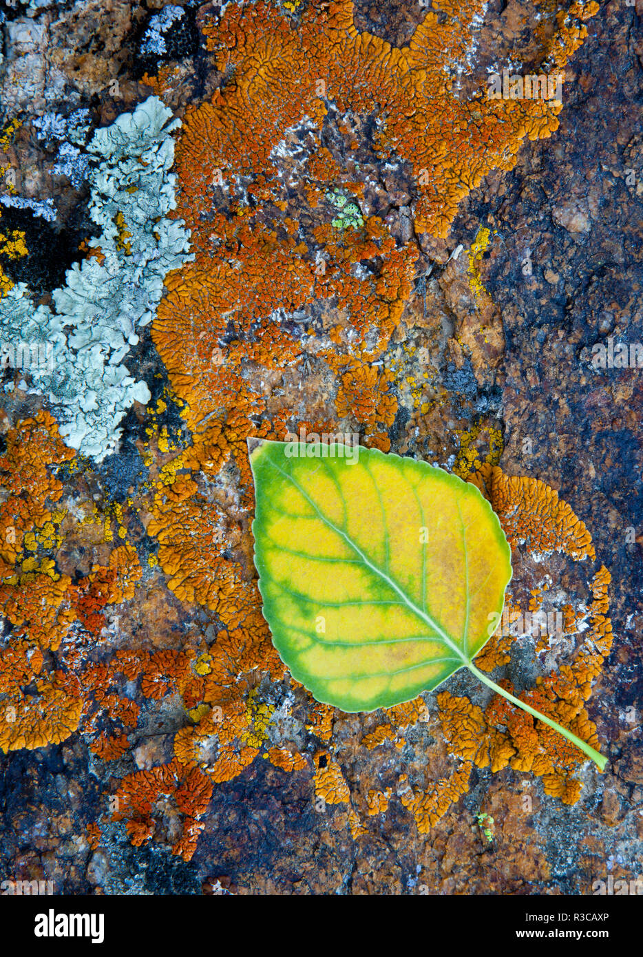 Lichen and fallen cottonwood leaf on rocks in Alabama Hills, California Stock Photo